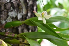 Prosthechea radiata