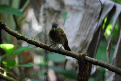 Xanthotis macleayanus
