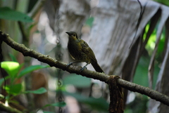 Xanthotis macleayanus