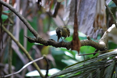 Xanthotis macleayanus