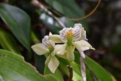 Prosthechea radiata