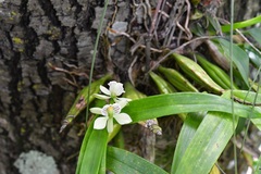 Prosthechea radiata