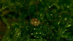 Megabunus diadema