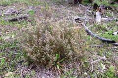 Phylica parviflora