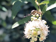 Toxorhynchites rutilus septentrionalis