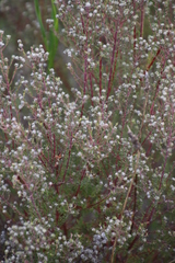 Phylica parviflora
