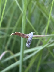 Yponomeuta irrorellus