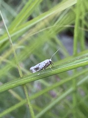 Yponomeuta irrorellus