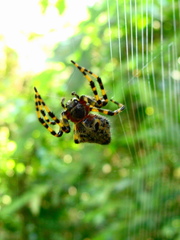 Alpaida alticeps