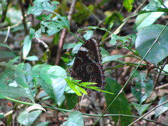 Morpho helenor achillaena