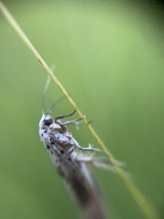 Yponomeuta irrorellus