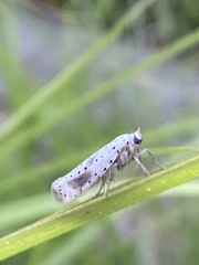 Yponomeuta irrorellus