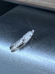 Yponomeuta irrorellus