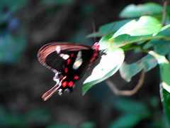 Parides agavus