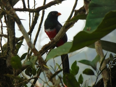 Trogon mesurus