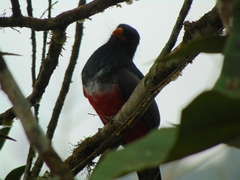 Trogon mesurus