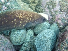 Rypticus bicolor