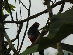Trogon mesurus