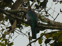Trogon mesurus