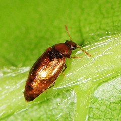 Eusphalerum