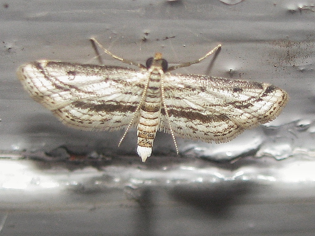Oligostigma