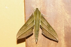 Xylophanes crotonis