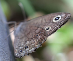 Cercyonis sthenele