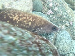 Rypticus bicolor