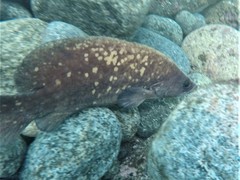 Rypticus bicolor