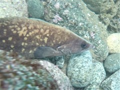 Rypticus bicolor