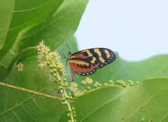 Mechanitis polymnia lycidice