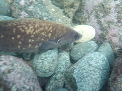 Rypticus bicolor
