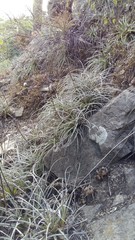 Hechtia tillandsioides