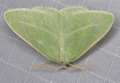 Chlorosea margaretaria