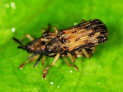 Sumitrosis inaequalis