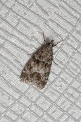 Scoparia basistrigalis