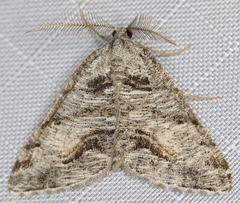 Macaria colata