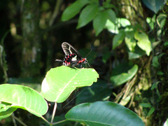 Parides agavus