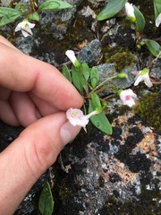 Claytonia multiscapa pacifica
