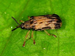 Sumitrosis inaequalis