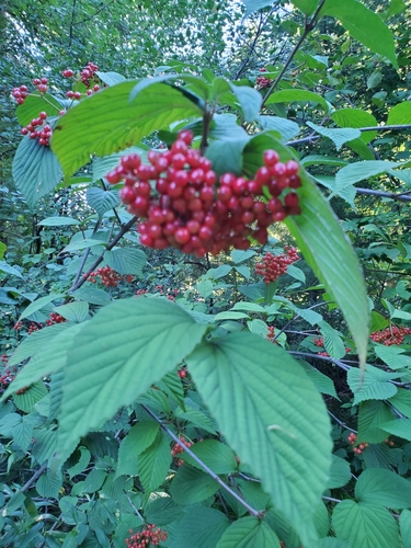 Viburnum wrightii iNat (1)