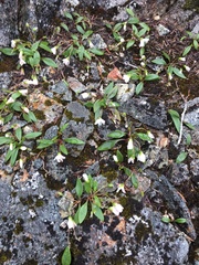 Claytonia multiscapa pacifica
