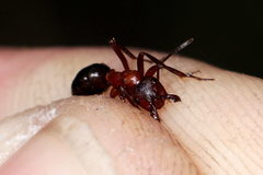 Formica sanguinea