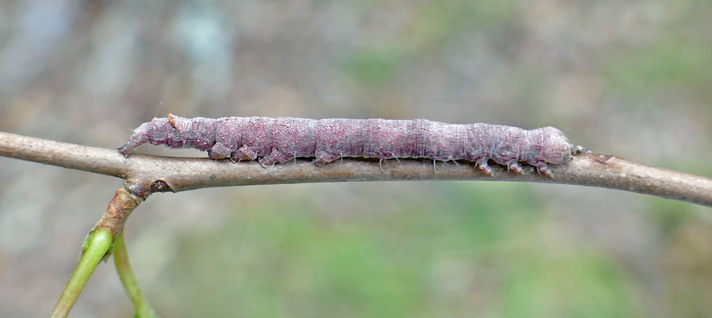 False Underwing