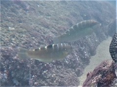 Halichoeres notospilus