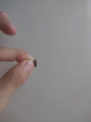 Melacoryphus lateralis