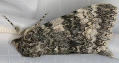 Catocala semirelicta
