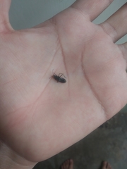 Melacoryphus lateralis