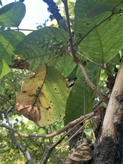 Mallotus paniculatus