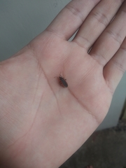 Melacoryphus lateralis